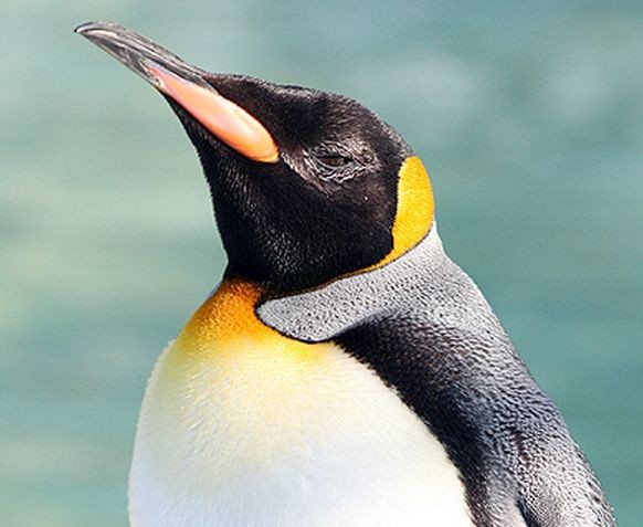 ペンギンの魅力って何だろう ペンギン大好き かわいい水族館を作ることが夢
