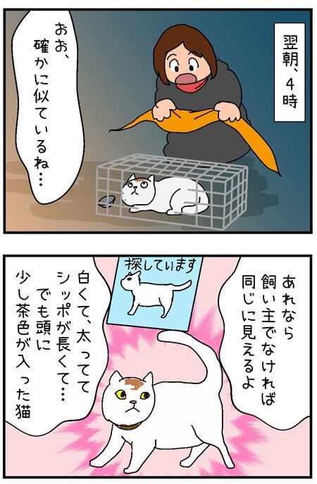 迷子猫探しの記録３７ 確かに 似ている白い猫 しかし これからどうしよう 迷子猫探しの記録 シロチャンどこいった