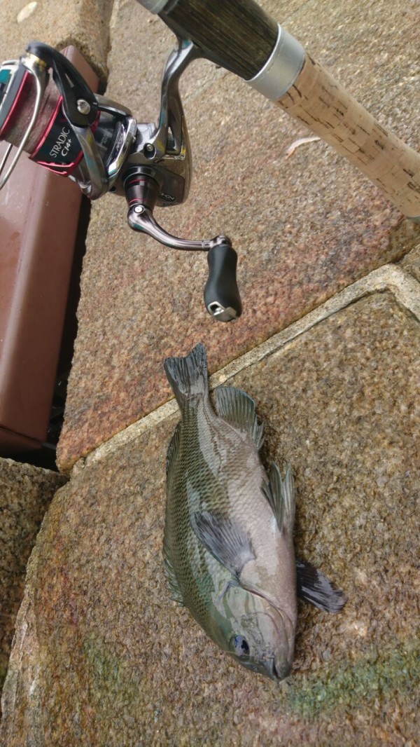 パックロッド】汎用性抜群のコンパクトロッド！ダイワ ファントムTR