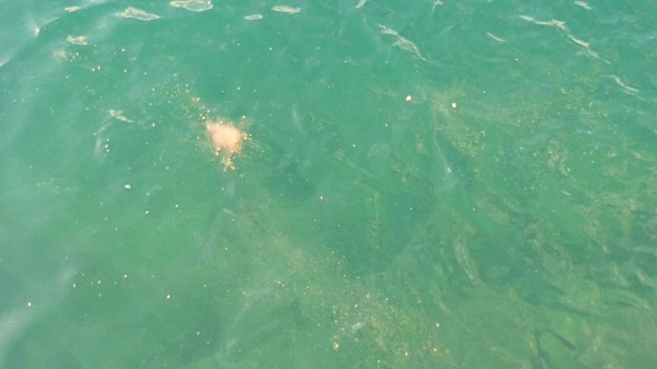 フカセ釣り 撒き餌 グレ メジナ釣りのマキエ オススメの配合エサ紹介 磯釣り堤防釣りの集魚材3選 グレパワーv9 グレベスト 爆寄せグレ 猪丸の釣りとグルメと