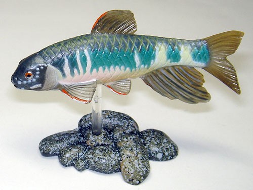 原色淡水魚図鑑Ⅰ・Ⅱ改訂版　一部破損　空欄あり 38 Various Freshwater Fishes / 原色淡水魚図鑑 II & 改訂版