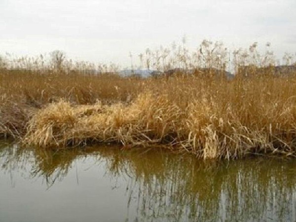 新田義貞の弟 脇屋義助ゆかりの伝説 龍に変身して河童を退治「沼 新田義貞の弟 脇屋義助ゆかりの伝説 龍に変身して河童を退治「沼