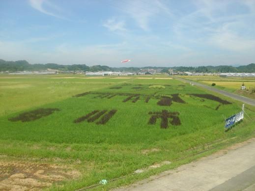 水田に稲で描かれた巨大な絵 田んぼアート In 菊川 静岡県菊川市 旧小笠郡菊川町 下内田 00shizuoka静岡観光おでかけガイド