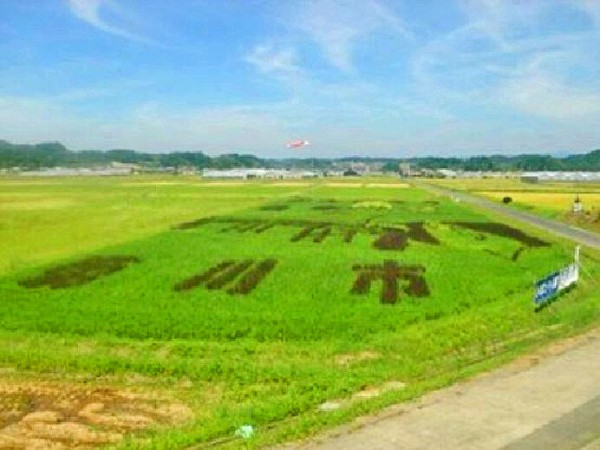 水田に稲で巨大な絵を描く 田んぼアート In 菊川 静岡県菊川市 旧小笠郡菊川町 下内田 00shizuoka静岡観光おでかけガイド