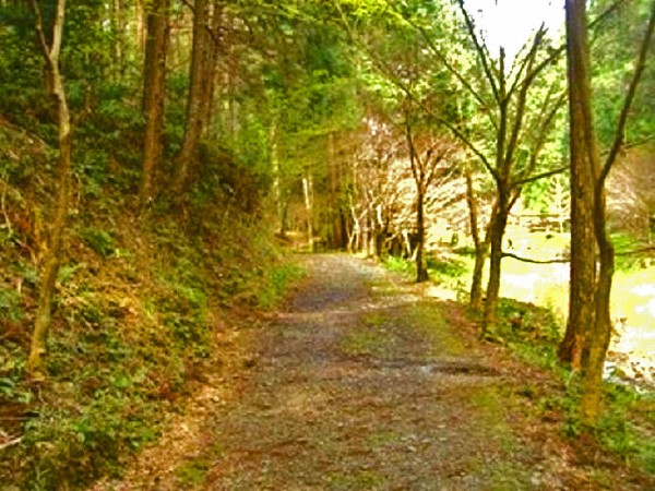 古墳時代前期 古式土師器が出土した崖 宮奥遺跡 (静岡県周智郡森町一宮