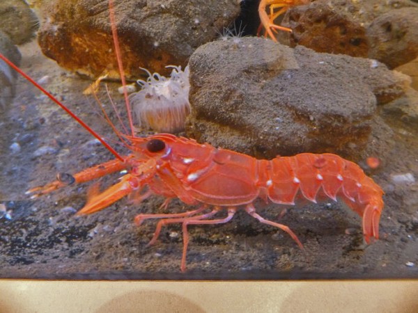 駿河湾の魚 カニを飼育する水槽 静岡県水産 海洋技術研究所 展示室 うみしる 静岡県焼津市鰯ケ島136 24 00shizuoka静岡観光おでかけガイド 駿河湾の魚 カニを飼育する水槽 静岡県水産 海洋技術研究所 展示室 うみしる 静岡県焼津市鰯ケ島136 24 00shizuoka静岡観光おでかけガイド