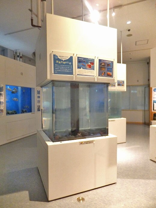 エビ網 漁具 インテリア 展示 コレクション （駿河湾の魚・カニ