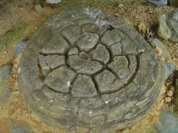 希少菊石 希少・美石】菊花石 菊紋石 白菊 802g 天然石 水石 盆石