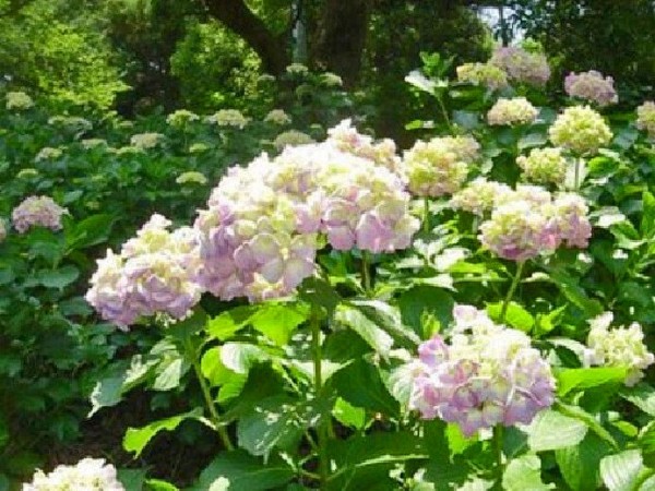 アジサイの名所 例年5月下旬 6月下旬頃が見頃 秋葉公園 静岡県牧之原市 旧榛原郡榛原町 勝俣2357 1 00shizuoka静岡観光おでかけガイド