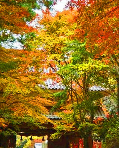 紅葉の名所 国指定重要文化財の三重塔 山門 真言宗智山派 医王山 薬王院 油山寺 静岡県袋井市村松1 00shizuoka静岡観光おでかけガイド