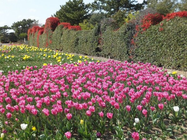 春の花の名所 10万本のチューリップ チューリップまつり21 In よしだ 静岡県営吉田公園 静岡県榛原郡吉田町川尻4036 2 00shizuoka静岡観光おでかけガイド