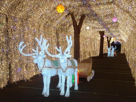 大自然の中に輝くled電飾 人気スポット 13年12月 14年2月 13 14 もりのくにイルミネーション 静岡県榛原郡川根本町 旧本川根町 奥泉840 1 もりのくに もりのいずみ 00shizuoka静岡観光おでかけガイド