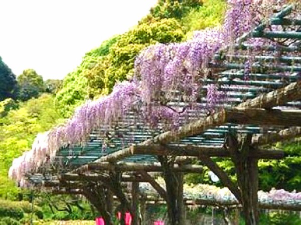 例年4 5月頃が見頃 藤まつり が開催されるフジの名所 蓮華寺池公園 静岡県藤枝市若王子474 1 00shizuoka静岡観光おでかけガイド