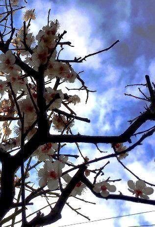 調和体 絵画 田園 梅の花 増田艸亭のブログ 書の道草 ことばの書窓