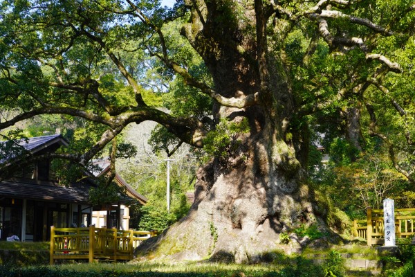 ここかしこの雲棚は、雲の形をした木彫の御札立てです。クスノキはその香りに防虫効果があり、クスノキから作る「樟脳」は古くから天然の防虫剤や鎮痛剤としても用いられてきました。  : 職人.comブログ