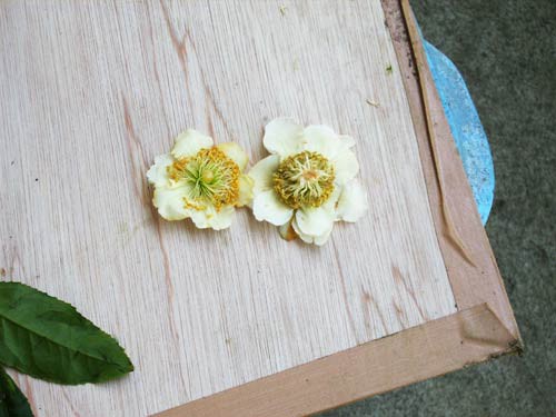 キウイの花粉採取 果樹の学校 活動ブログ