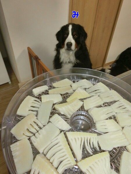干しタケノコ 食欲魔犬