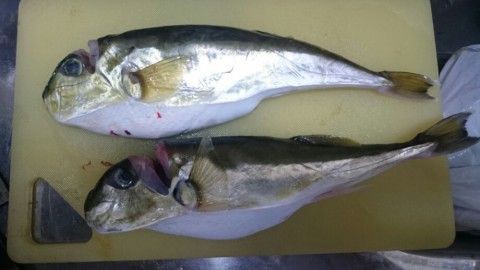 フグを捌いてみた Fishing Boat Style We Are Coast Patrol