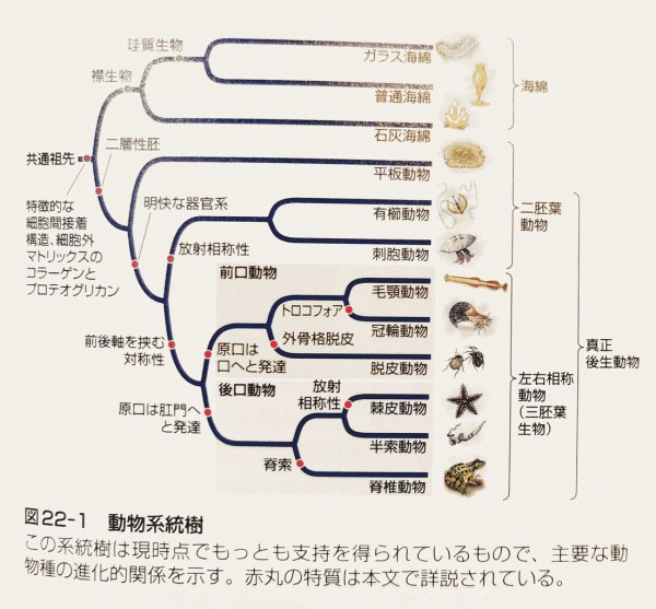 前口動物