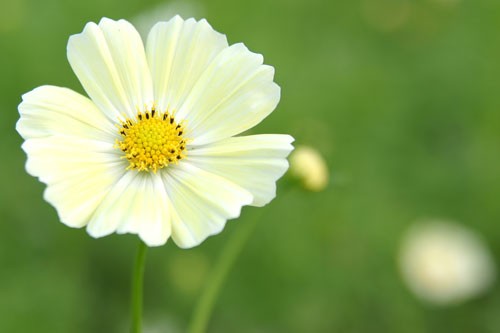 昭和記念公園 コスモス 開花状況 みんなの原っぱ 昭和記念公園のわんちゃんたち