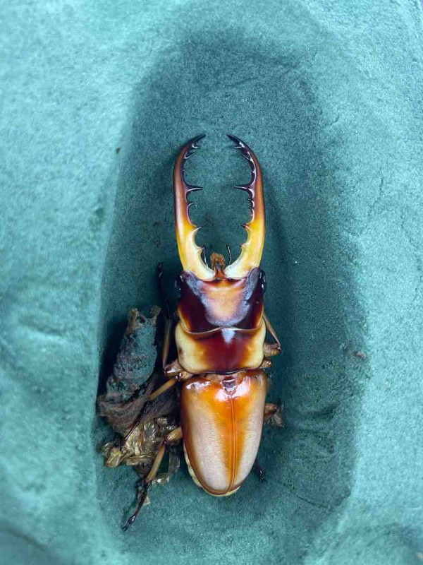サバゲノコギリクワガタ　美品 サバゲノコギリ飼育記2021~ : クワガタ備忘録