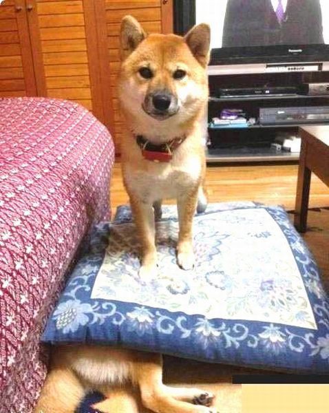 イッヌ ヒトカスと寝るの気持ちよスギィ 今日の立ち読みまとめ