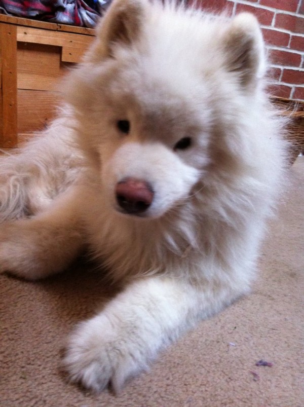 なんj民 犬は柴犬だけは好きだわ 今日の立ち読みまとめ