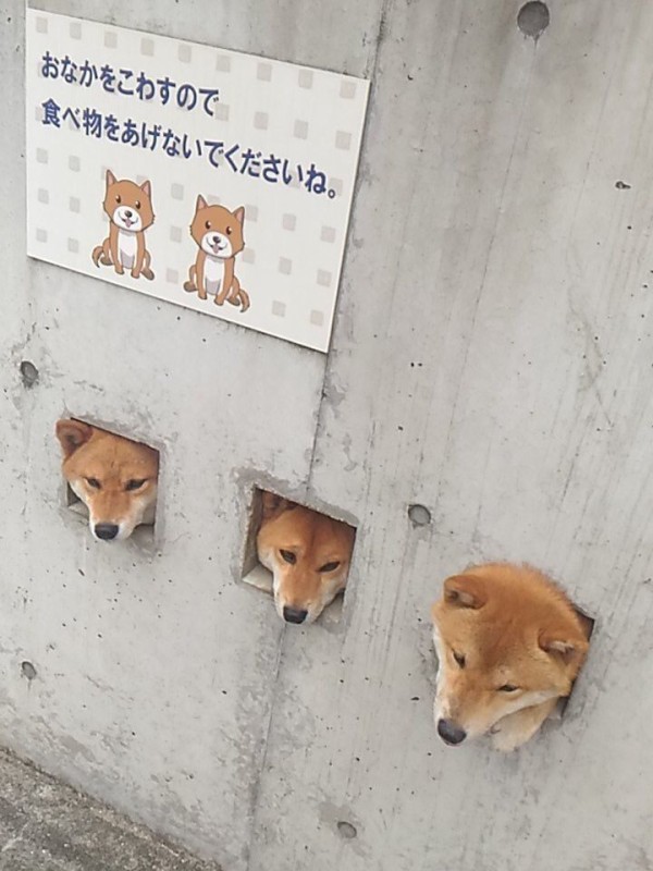 なんj民 犬は柴犬だけは好きだわ 今日の立ち読みまとめ