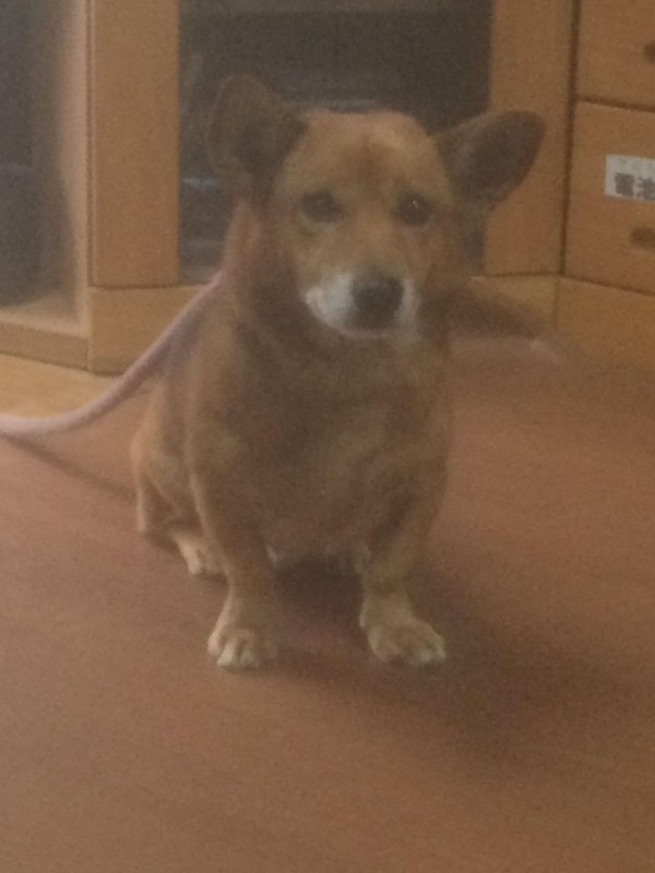 なんj民 犬は柴犬だけは好きだわ 今日の立ち読みまとめ