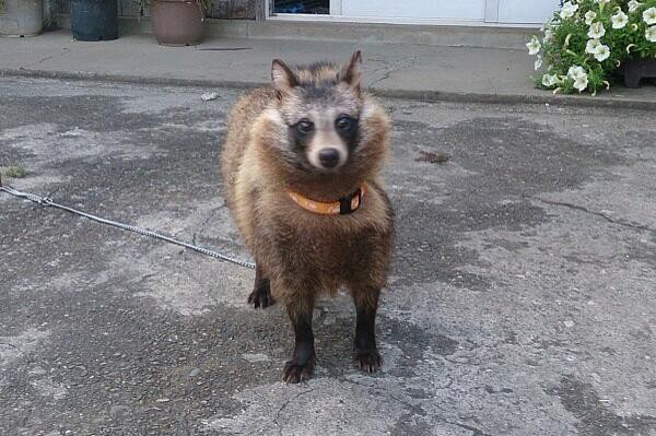 なんj民 犬は柴犬だけは好きだわ 今日の立ち読みまとめ