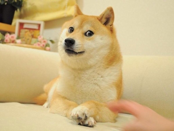 なんj民 犬は柴犬だけは好きだわ 今日の立ち読みまとめ