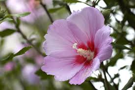 ９月１１日の誕生花 アロエ ムクゲ 花言葉 趣味悠々 家庭菜園