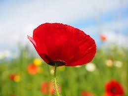 7月1日の誕生花 花言葉 趣味悠々 家庭菜園 7月1日の誕生花 花言葉 趣味悠々 家庭菜園