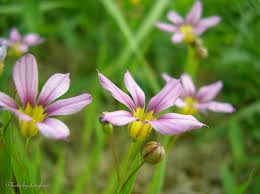 ７月５日の誕生花 花言葉 趣味悠々 家庭菜園