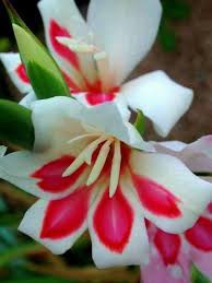 １１月２６日の誕生花 グラジオラス ホタルブクロ 花言葉 趣味悠々 家庭菜園