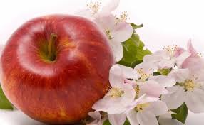 ９月２９日の誕生花 リンゴ チトニア 花言葉 趣味悠々 家庭菜園