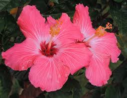 ９月２２日の誕生花 ハイビスカス ピンク センニチコウ 花言葉 趣味悠々 家庭菜園