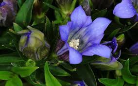 ９月１６日の誕生花 リンドウ オリヅルラン 花言葉 趣味悠々 家庭菜園