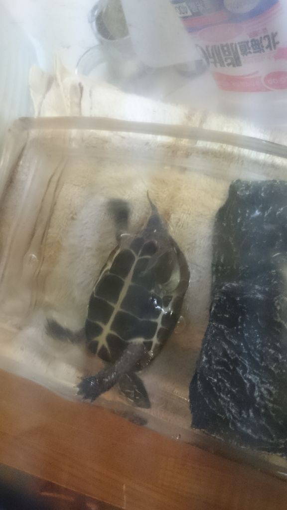 ひっくり返りカメ クサガメとの日々