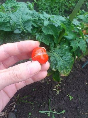 家庭菜園 黄色いトマト収獲 トマト割れ 鉢植えトマトに最適肥料 トウモロコシ初収獲 オクラ ナス少々 Sidyokoyamaのアグリカルチャーライフ