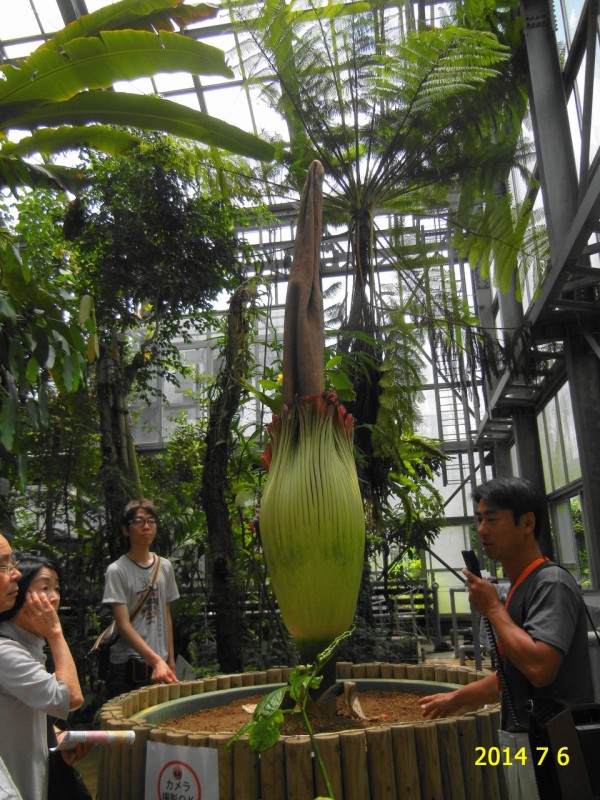 ショクダイオオコンニャク 燭台大蒟蒻 筑波実験植物園 花 を ひ ろ う