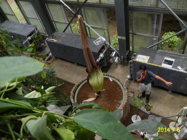 ショクダイオオコンニャク 燭台大蒟蒻 筑波実験植物園 花 を ひ ろ う