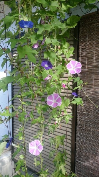 今年の朝顔を振り返る : 西鹿庵（さいろくあん）・ラボ外雑記帳