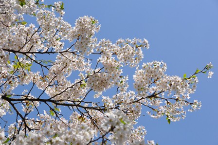 越後湯沢は花ざかり 桜名所 湯沢中央公園 四季彩 湯沢 ほんとの暮らし伝えるブログ