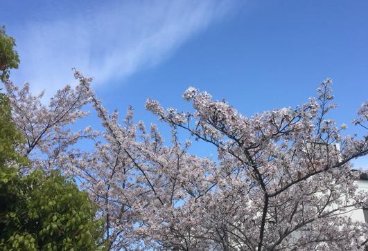 日記 春の季語で花といえば しくらめんのゲームとげえむ