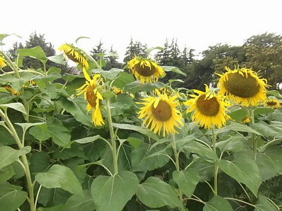 旧東大農場ひまわり畑公開 田無散歩 その１ Estacao Central 避難小屋