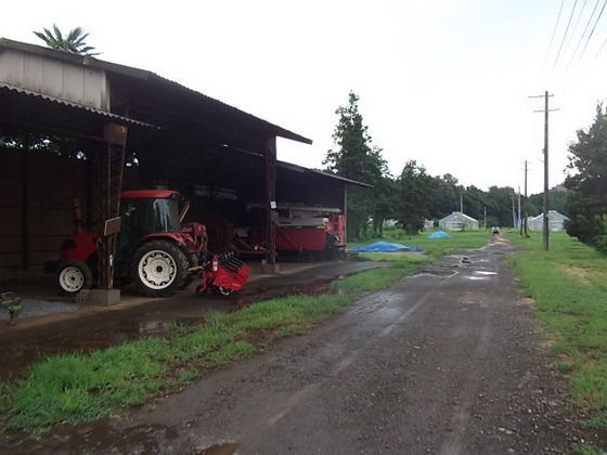 旧東大農場ひまわり畑公開 田無散歩 その１ Estacao Central 避難小屋