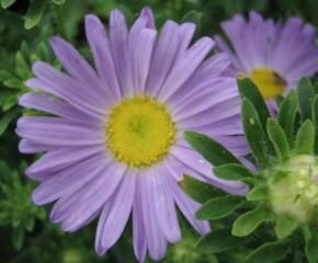 蝦夷菊 えぞぎく 花信風 季節からのたより