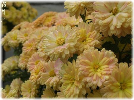 きく 菊 新 秋の七草 花信風 季節からのたより