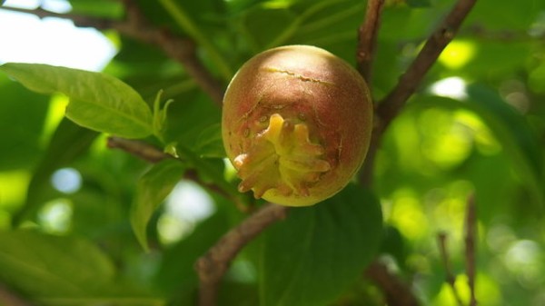 素心蝋梅の実 花信風 季節からのたより